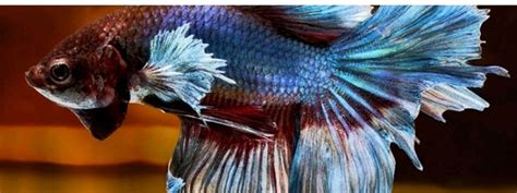 where to find betta fish|Betta Fish for Sale .